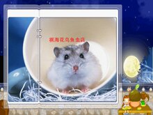 【超可爱紫仓仓鼠、紫仓宝宝、小崽】【快递包活】
