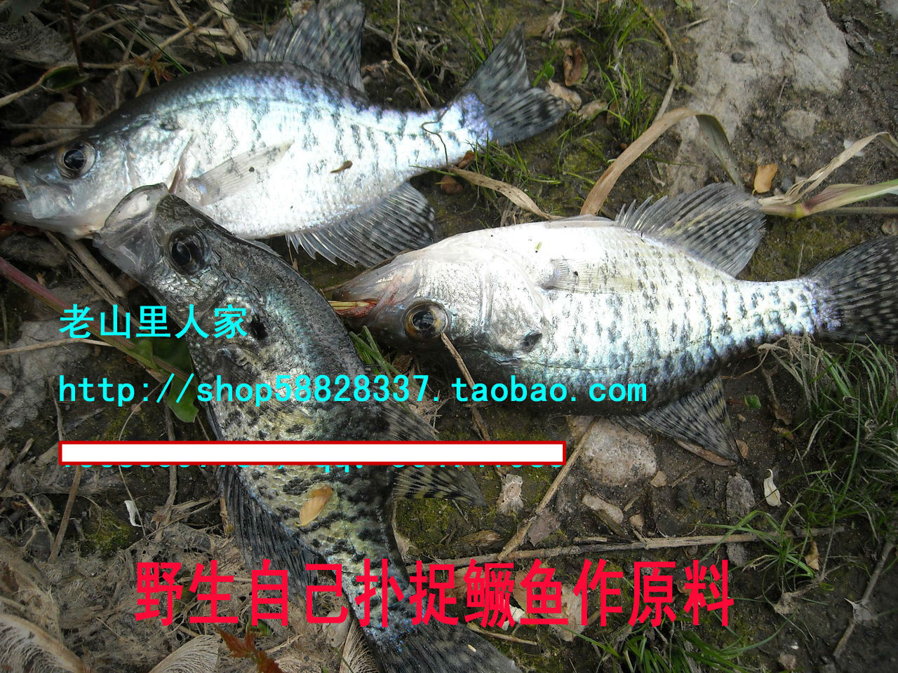 黃山/野生農家自抓 徽菜經典 手工自制腌鮮臭鳜魚桂魚在類目 水產肉類/新鮮蔬果/熟食, 海鮮/水產品/製品, 淡水魚類中 - 來自Buy2taobao.com提供專業的淘寶代購服務