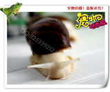 taobao english 3697367647