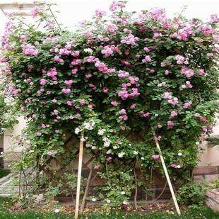 *马蹄莲 买五送一 多买多送,2010新上市 <em>好养</em>易