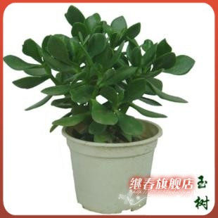 抗<em>辐射</em>小植物淘宝网抗<em>辐射</em>小植物价格,抗<em>辐射</em>