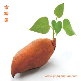  【京黔园】绿色食品优质蔬菜 鸡蛋黄番薯 地瓜 北京同城配送