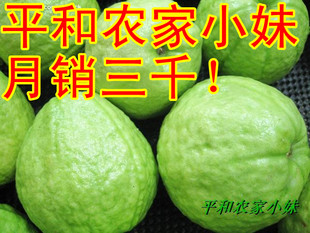  特价疯抢~台湾珍珠大芭乐/番石榴 新鲜水果*胜苹果冬枣 现采摘发
