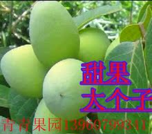 包邮超快新鲜甜种檀香青橄榄治咽炎特效嗓子痒喉咙有痰异物感咳嗽