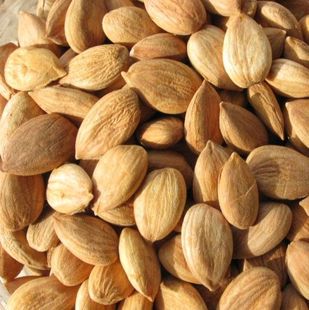  特价 新疆阿克苏农家 甜杏仁 生 散装大杏仁 露露豆浆500g2斤包邮