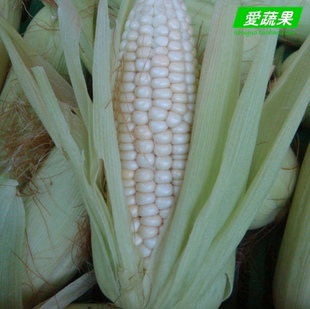  【爱蔬果】绿色食品新鲜蔬菜 粘玉米 糯玉米 包谷 北京配送