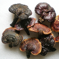  广西百色深山老林野生灵芝 野生赤灵芝 红灵芝 降血压血脂抗辐射