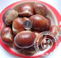 茶余饭后 09新 沂蒙野生 板栗毛栗子 个大 滋润养生 6元500g