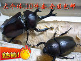 淘金币 特惠！独角仙幼虫特大版10件（含甲虫养殖箱 果冻 果冻台