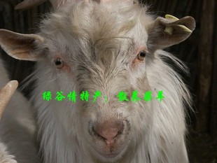  北京平谷农家散养新鲜清真纯柴羊肉整只处理好后 不注水香嫩滋补