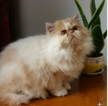 可爱梵文加菲猫DD异国长毛猫导航视频支持视频日产图片