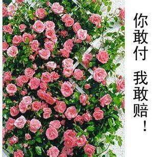 满三送一全国包邮 攀援 爬藤植物藤本月季四季开花 5年苗包成活