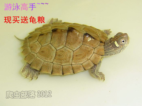 宠物龟 活体乌龟 水龟 半水龟 地图龟 游泳高手