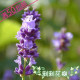 进口香草种子 薰衣草种子(澳洲熏衣草)1元15粒5元100粒