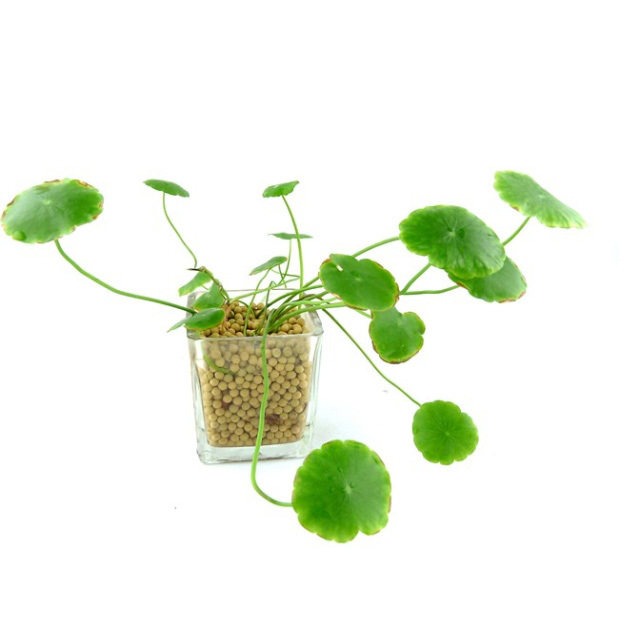 新款DIY生态植物种植 陶碳球 负离子植栽2代 铜钱草 创意盆栽490g