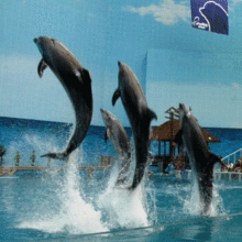 天津海洋馆，天津海昌极地海洋世界门票 电子票 验票处直接进入