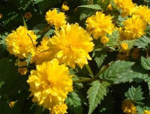 Japan globeflower Begonia flowers Climbing Botany Then Bloom Climbing Flowering plants Garden plantingin the Flower delivery/Flowers simulation/Plants gardening , Garden Plants/Trees/Fruit tree, Foliage/Flowering Shrubs category - from Buy2taobao.com to provide professional Taobao agent buy service