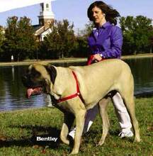 �汦����SHOW DOG�����г�������������ر��� ���ٹ����ˣ�