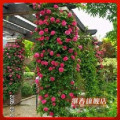 限时抢购 多花蔷薇【少女】爬藤速度快,花色迷人 二年树苗