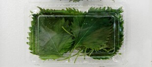  新鲜苏子叶 紫苏叶 新鲜蔬菜 绿色食品 一盒