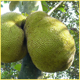  新鲜水果 马来六号新鲜菠萝蜜树菠萝木菠萝25斤起 包邮限广东