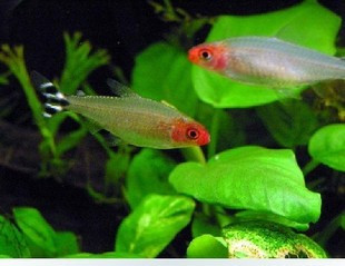 红鼻剪刀 热带鱼 小型鱼 观赏鱼 亚洲红鼻