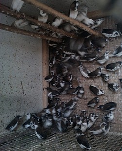 白腰文鸟<em>十姐妹</em>保姆鸟齐抓<em>10</em>元一只,分<em>公母</em>的