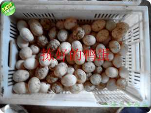  农家散养土鸭蛋 咸鸭蛋 旱鸭蛋 不是水边的麻鸭 大人小孩吃着放心