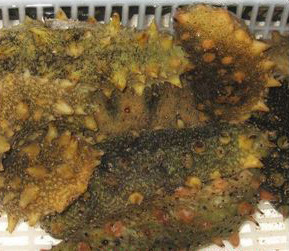  【京闽海鲜】海鲜/水产品/鲜活海捕/大连活海参 可生吃 138元/斤