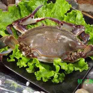  大连大公飞蟹 海蟹青蟹 鲜活海鲜 螃蟹梭子蟹 当日海捕 肥 香 大
