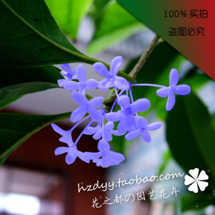 import new blue sweet osmanthus tree seedling vine