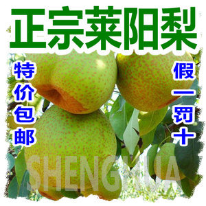  【10斤装】山东特产 正宗莱阳梨 新鲜水果 /烟台苹果红富士