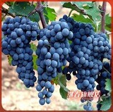 可盆栽果树苗木 酿酒葡萄树苗新品种-赤霞珠葡萄3年苗保成活