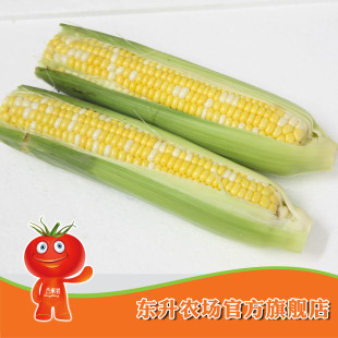  【东升农场】金银玉米 超甜玉米 蔬菜玉米棒 广东新鲜配送（500g