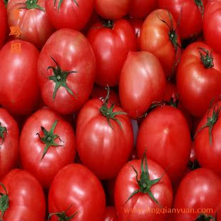  【京黔园】绿色蔬菜 新鲜蔬菜  西红柿/番茄 北京买菜配送到家