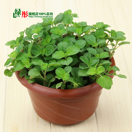 盆栽花卉植物 吸毒草 专吸室内有害气体 以及烟