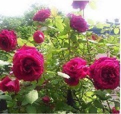 移栽月季最佳季节 攀援花卉.藤本月季 花藤紫 爬