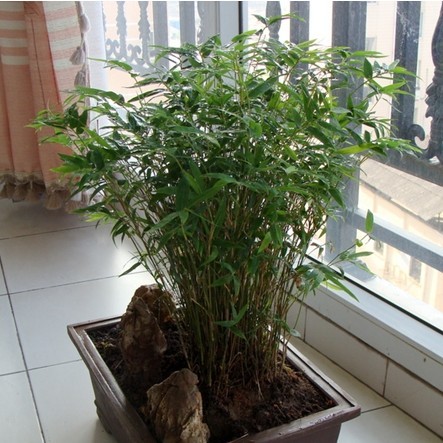 Beautiful vegetation,Charm Chic Potted plant Bamboo Fengweizhu Aka Guanyin Zhu Break out 20 Head overin the Flower delivery/Flowers simulation/Plants gardening , Flowers/Potted plants (New) , Plants category - from Buy2taobao.com to provide professional Taobao agent buy service