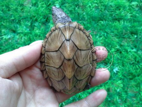 剃刀龟苗活体宠物龟观赏龟乌龟深水龟背甲约5