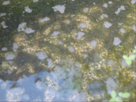 活鱼虫 水蚤 鱼食 热带鱼 普叉 圆尾 斗鱼饲料可