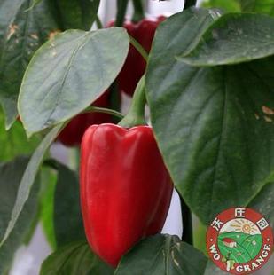 好评如潮!进口红圆椒壁厚肉多新鲜蔬菜,今日秒杀菜市场生鲜超市
