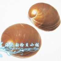 天然扁玉螺-设计道具地台鱼缸装饰纯天然玉螺