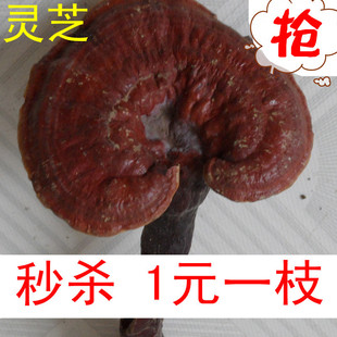  家种赤灵芝 一元秒杀 1元一枝 另有野生灵芝 紫灵芝 灵芝孢子粉