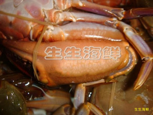  舟山特产/野生鲜活海鲜水产品 海蟹活的 大石蟹 每斤75元3两左右