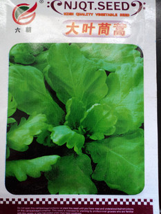 家庭蔬菜种植 大叶茼蒿 阳台种植 盆栽 彩包10