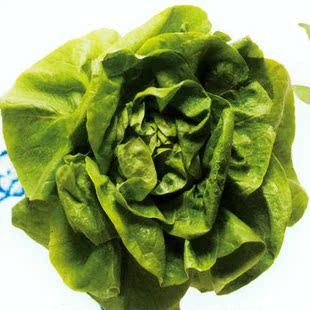  波士顿生菜,有机种植新鲜蔬菜/减肥,今日特价秒杀菜市场生鲜超市