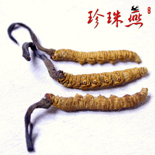  【珍珠燕】正品 西藏那曲头期 新品上市 3条/克