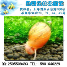 澳州红螺(能快递鱼的淘宝店水族产品最全鱼缸草器材一站购齐)