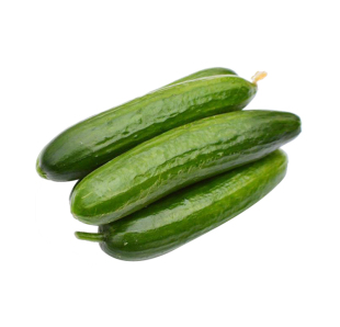  天地生精品蔬菜 乳黄瓜500g 新鲜蔬菜 北京满百包邮