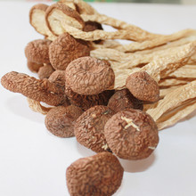 舌尖上的中国 广昌特级茶树菇 茶薪菇 干货 香菇 土特产 新货100g